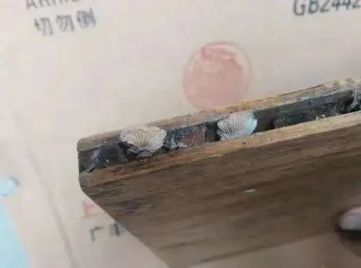 开云 开云体育平台1块顶2块！乌檀整木+不锈钢「双面抑菌」菜板切砍剁都不怕！(图2)