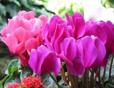 百色不开云体育 Kaiyun.com 官网入口锈钢隐形井盖种类齐全园林路面可用(图1)